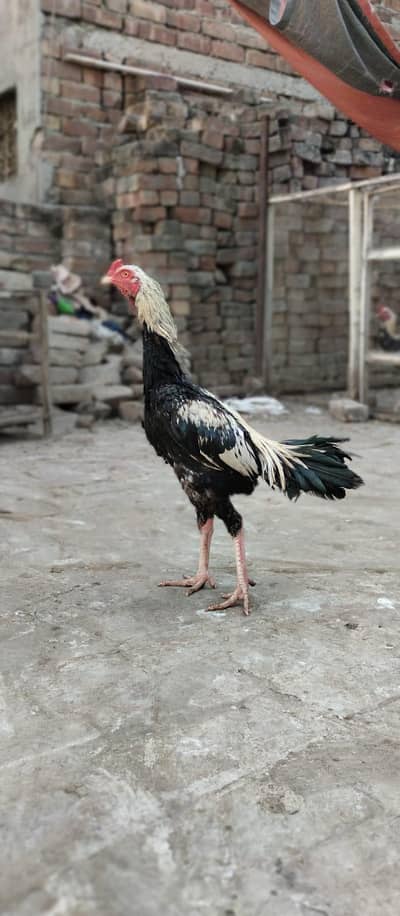 java aseel high quality