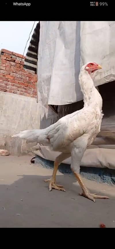 white shamo|Japanese shamo|o shamo|king shamo|shamo|black shamo