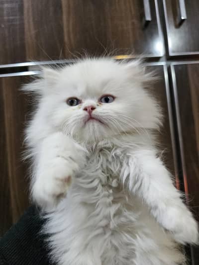 Pure White Persian Kitten – 2 Months Old | Triple Coat