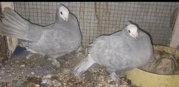 Silver Mukhi Chicks pair for sale