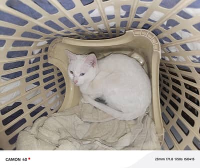 British short hair cat with odd eyes yellow and blue eyes cute playful