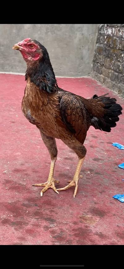 aseel bht achi nasl hai bhai