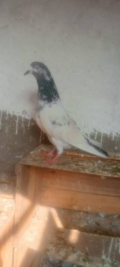 teddy pair h Jis bhai ny lena h wo rabta kry