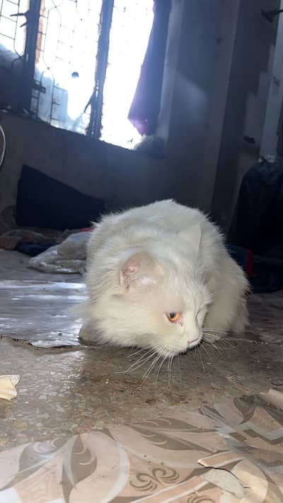 Cat 1 year old hai ya