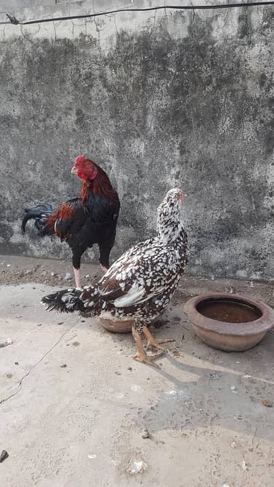 Aseel 5200 Per Piece Contact  0332-6563646