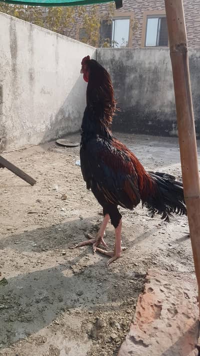 Read Description Then Contact 0332-6563646