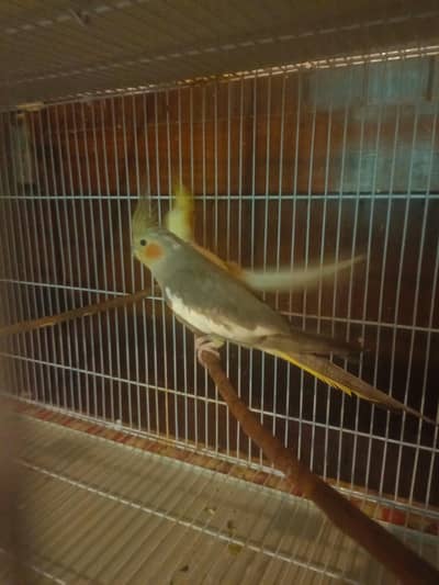 cockatiel large breeder pair with cage and box