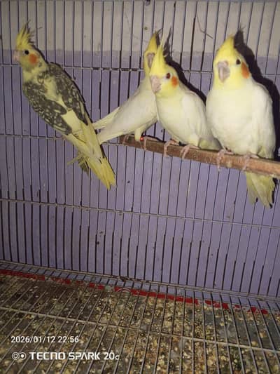 COCKTAIL PATTHY & JAVA BREEDER PAIR 03200253625