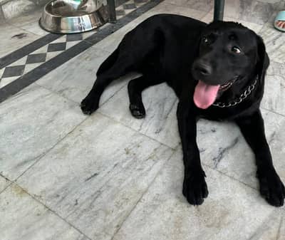 Pedigree Golden Retriever