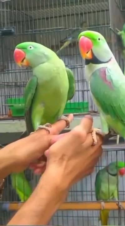 kashmiri raw parrot pair for sale