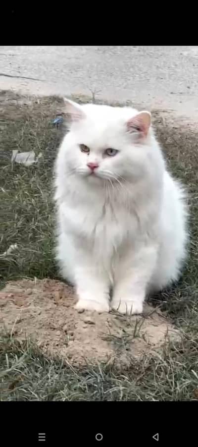 odd eye Persian male cat= male cat=punch face cat=cat