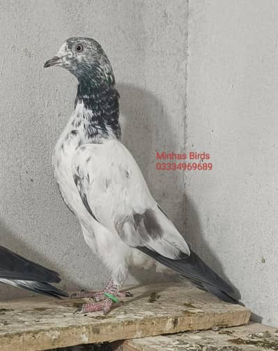 Top Quality Breeder Bachay Teddy, Golden, Lalpari etc.