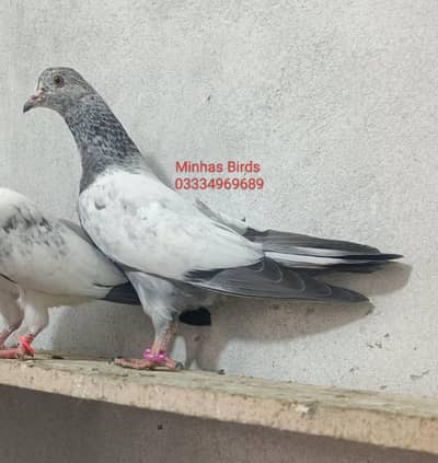 Top Quality Breeder Bachay Teddy, Golden, Lalpari etc.