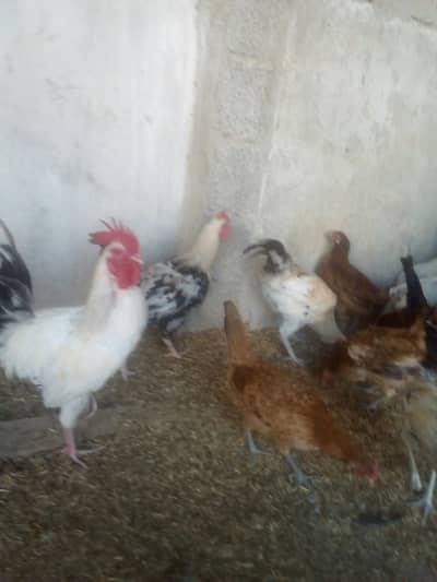 Pure Dasi Eggs lying