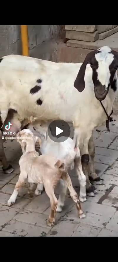 mashallah tedi bakri aor male female bachy