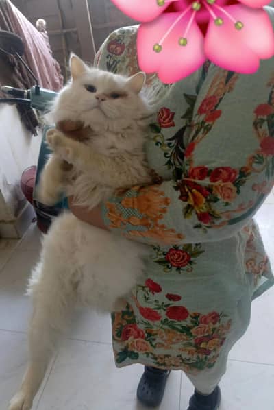 Persian cat female for sale