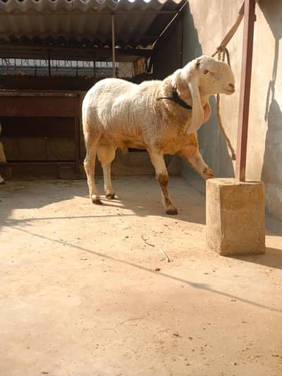 4 dant dumba larkana around 100 kg
