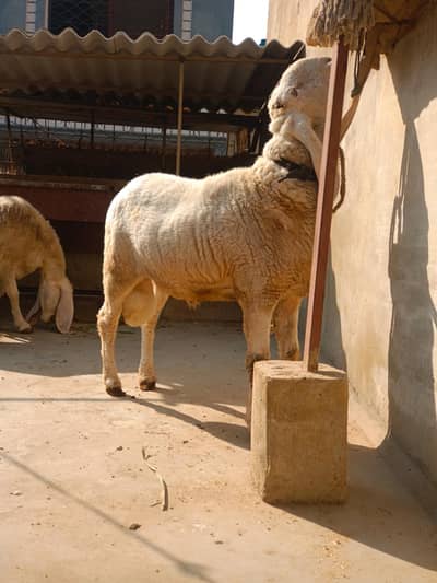 4 dant dumba larkana around 100 kg