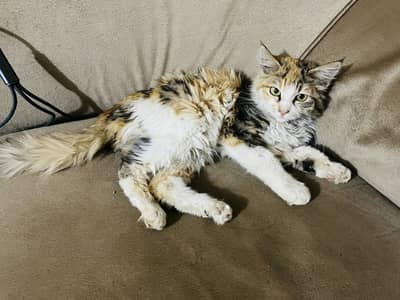 Persian kitten 5 month old