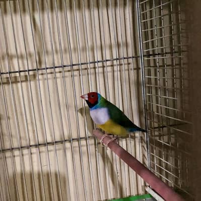 Gouldian White Chest Finch