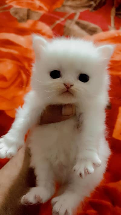 Persian trriple coat punch face