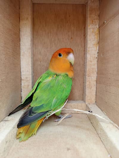 Orange Hood Risicoli