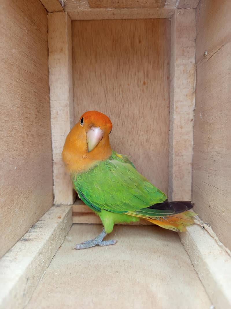 Orange Hood Risicoli 1