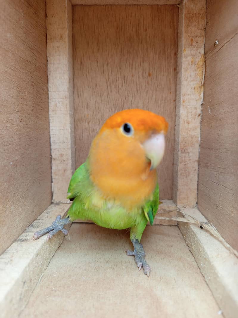 Orange Hood Risicoli 3