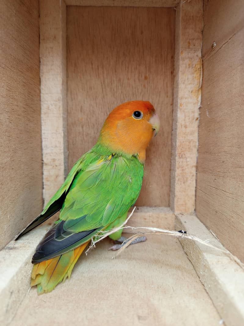 Orange Hood Risicoli 4