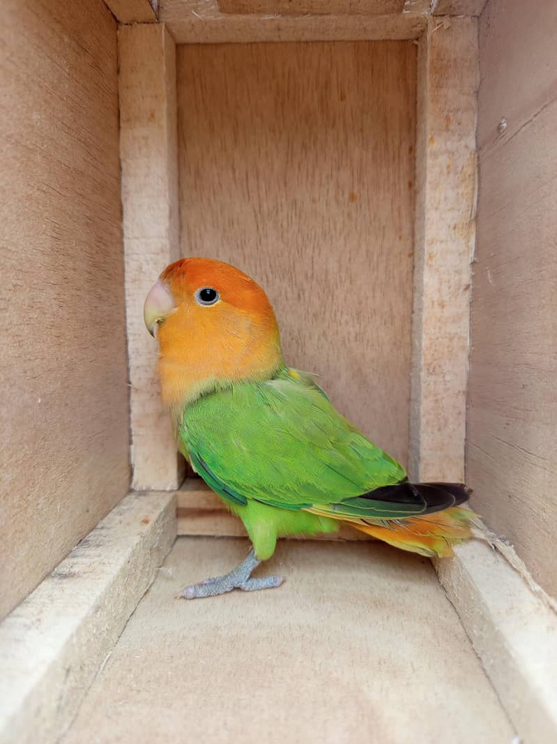 Orange Hood Risicoli 6