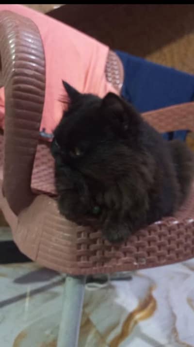 Triple Coated Punch Hole Face