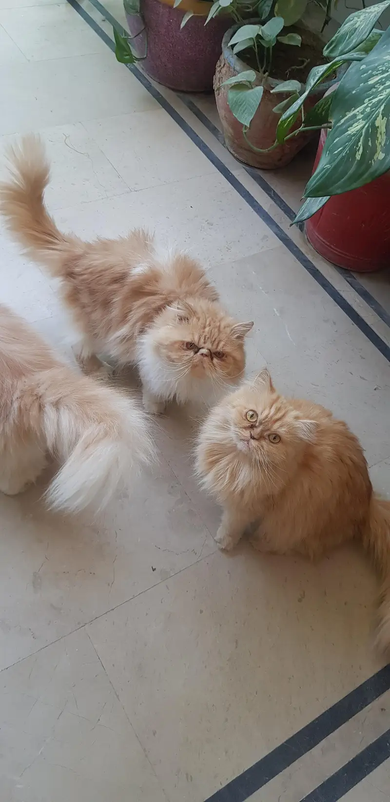 honey female , bi colour  female  and bi colour red and whit piki male — photo 2