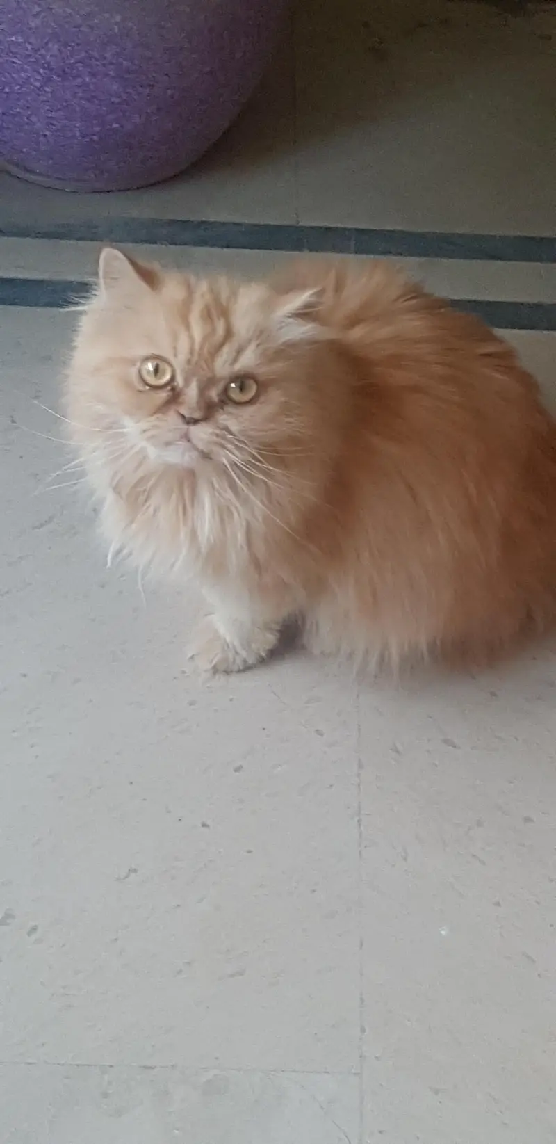 honey female , bi colour  female  and bi colour red and whit piki male — photo 3
