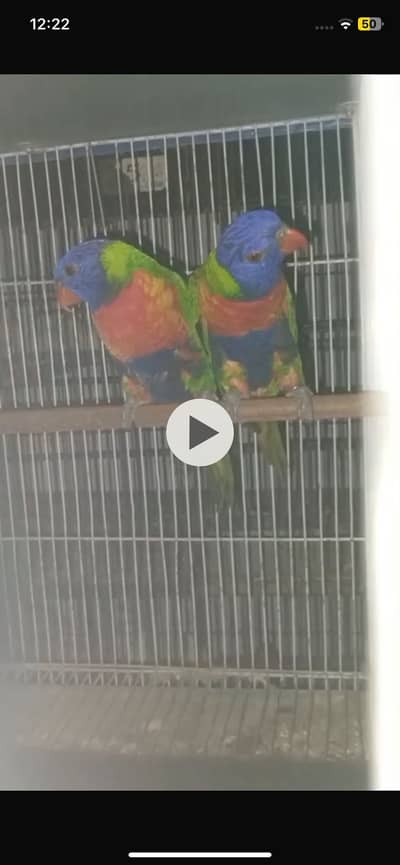 Rainbow Lorry Breeder pair Available