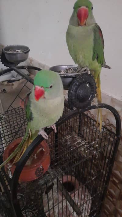 raw parrots