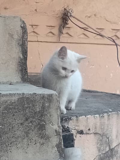 Domestic longhair cute cat