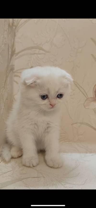 Scottish fold kittens