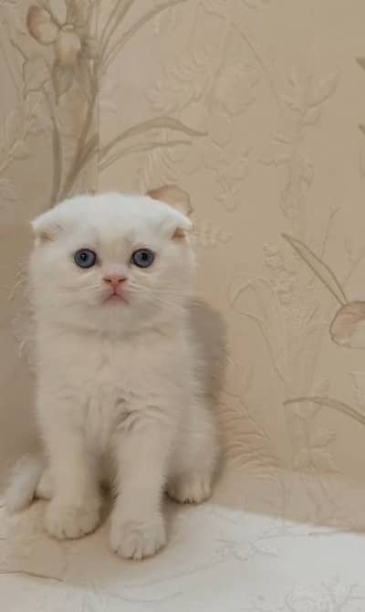 Scottish fold kittens