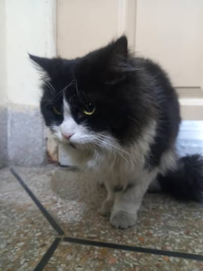 urgent sale high quality and cute cat