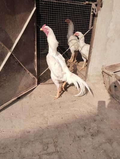 white o shamo for sale