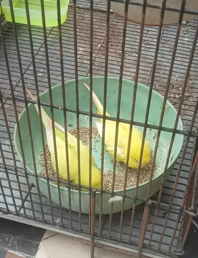 Yellow breeder Australian pair female in red eye