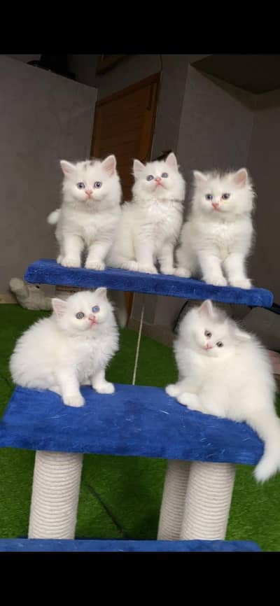 long coated good quality kitten's looking for new home