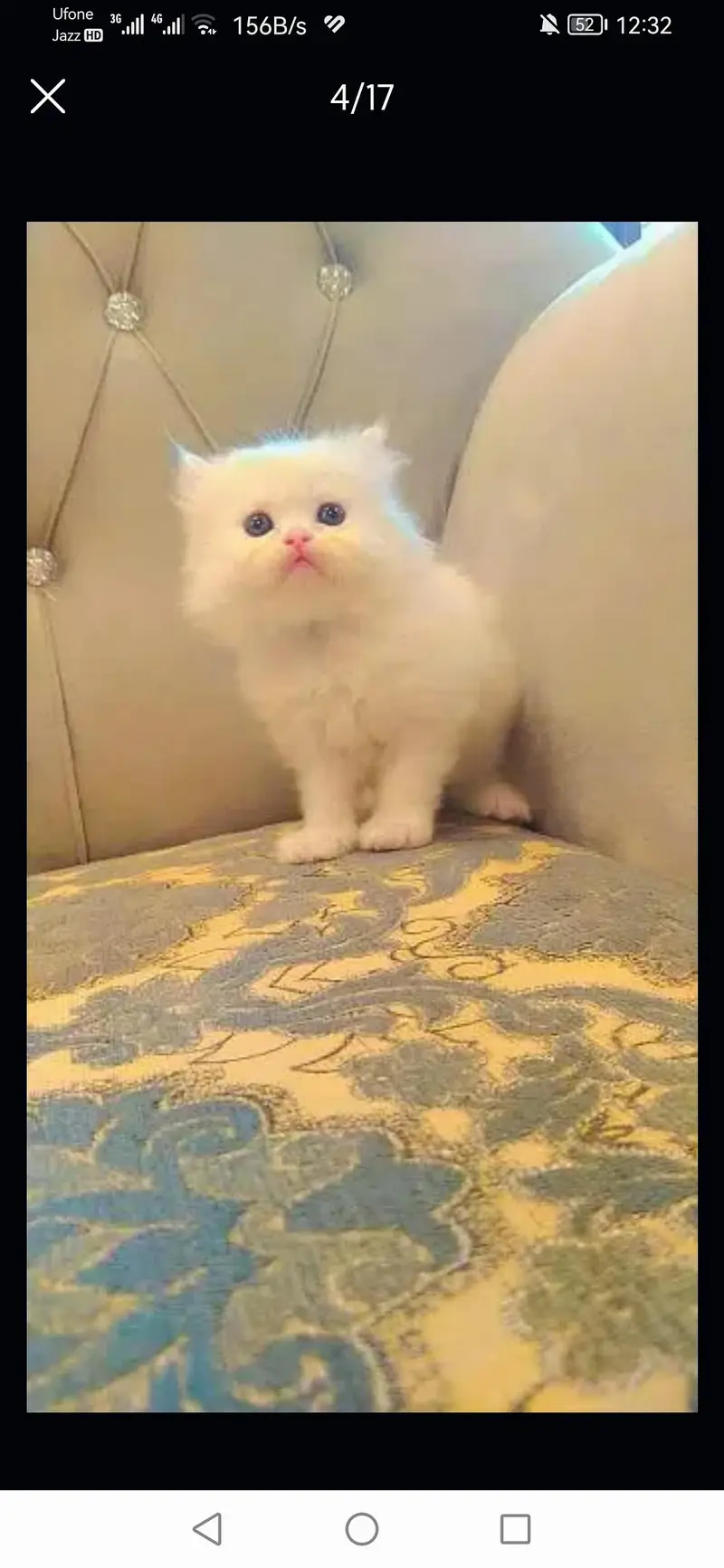 long coated good quality kitten's looking for new home — photo 2