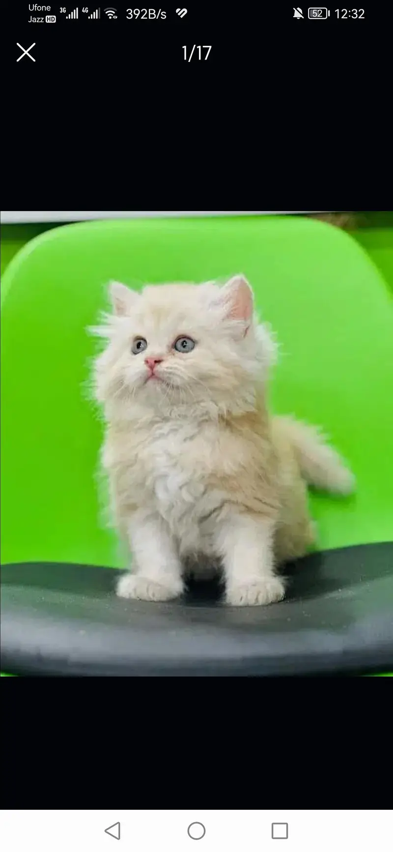 long coated good quality kitten's looking for new home — photo 4