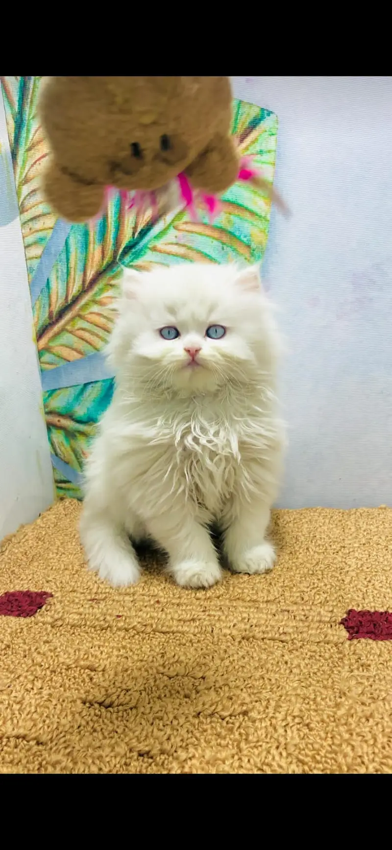 long coated good quality kitten's looking for new home — photo 5