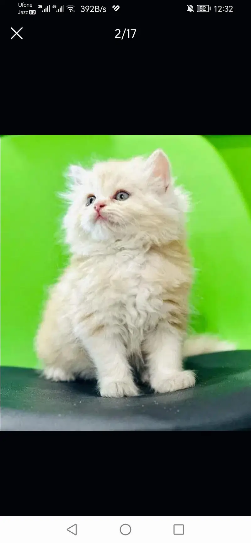 long coated good quality kitten's looking for new home — photo 9