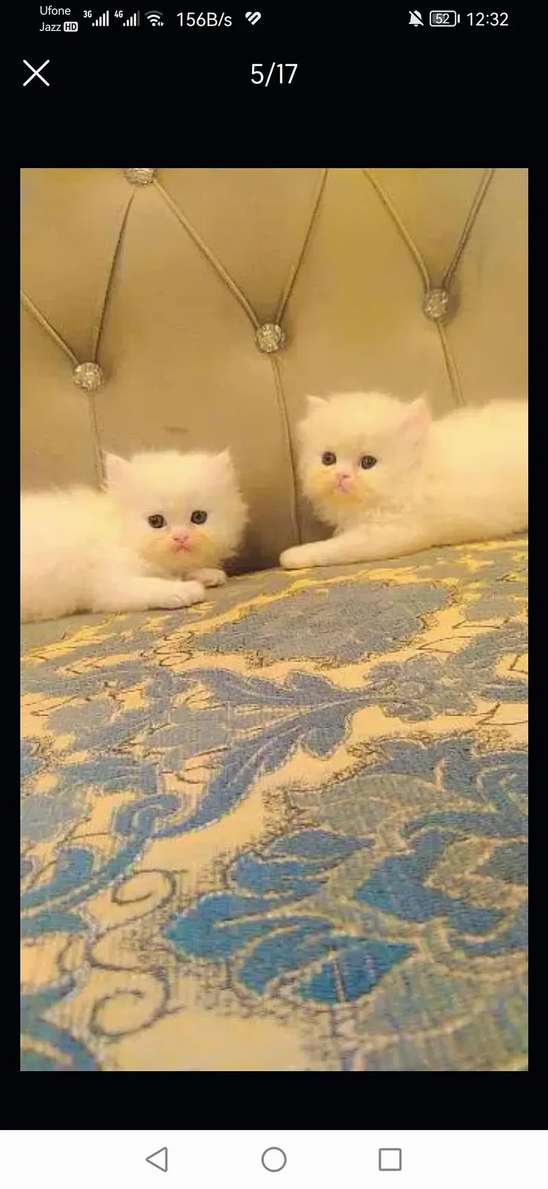 long coated good quality kitten's looking for new home — photo 10