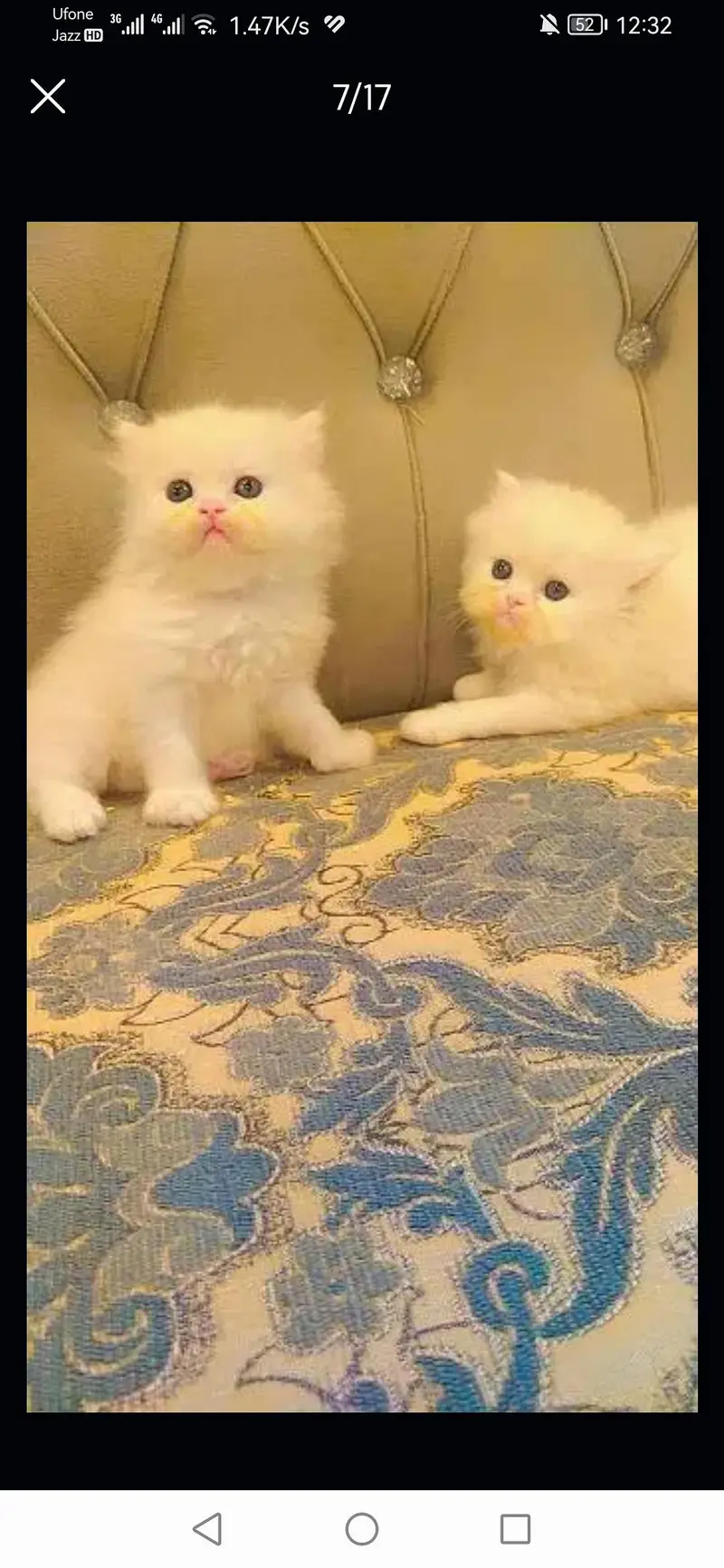 long coated good quality kitten's looking for new home — photo 12