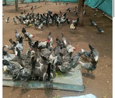 Fayumi Misri Egg  laying hens Guaranteed