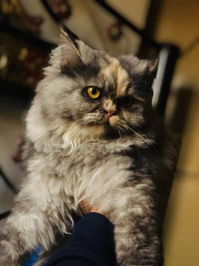 Persian female cat for sale